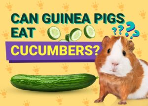 Can Guinea Pigs Eat Cucumbers? Vet Reviewed Nutrition Facts