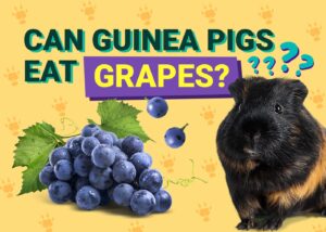 Can Guinea Pigs Eat Grapes? Vet Approved Nutrition Advice | The Vet Desk