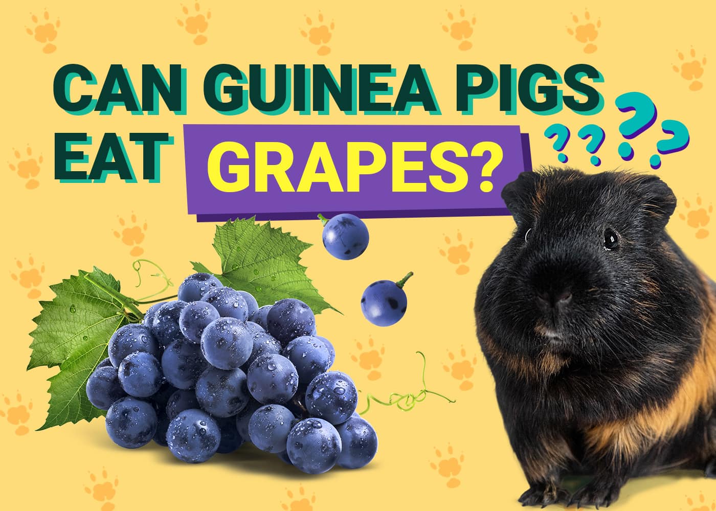 Can Guinea Pigs Eat_grapes