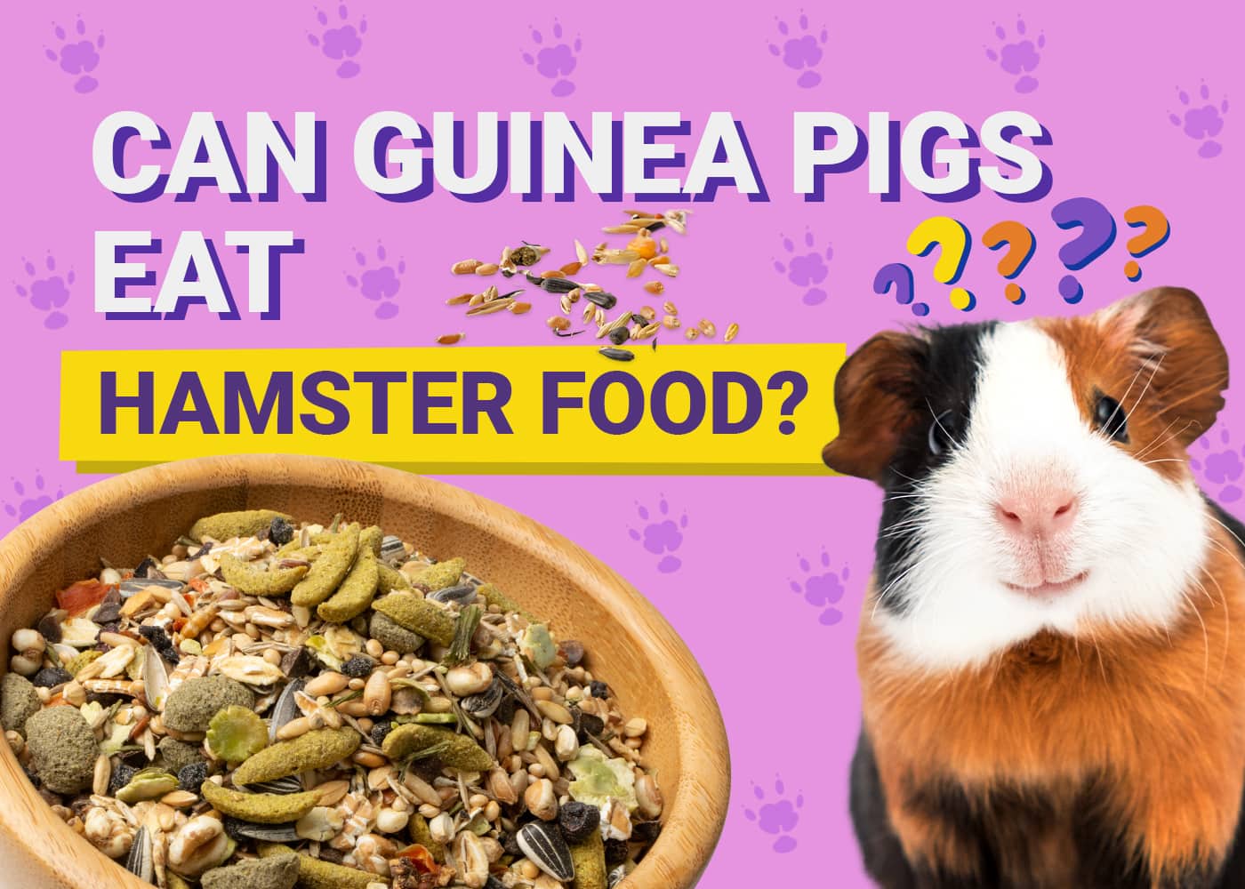Can Guinea Pigs Eat_hamster food