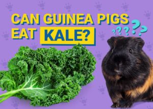 Can Guinea Pigs Eat Kale? Vet-Verified Nutritional Facts & Info | The