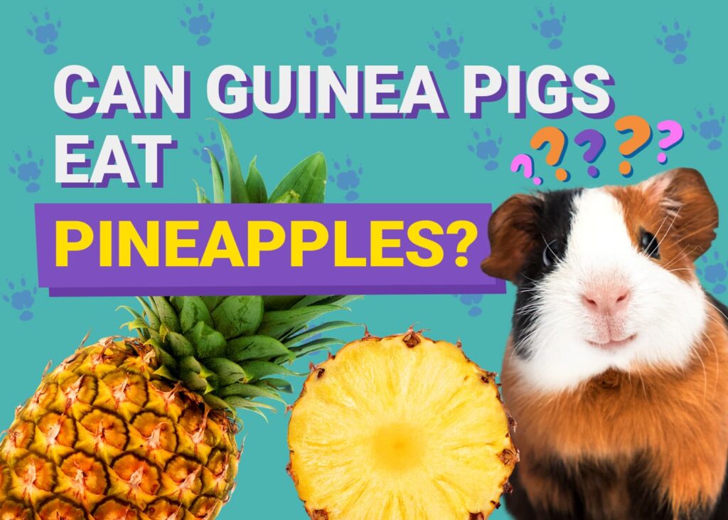 Photo inspiration: Fresh Look at Can Guinea Pigs Eat Pineapples Vet Verified Facts Faqs