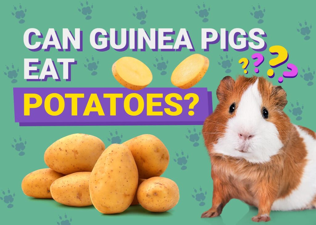 Can Guinea Pigs Eat Potatoes? Vet-Verified Nutritional Facts & Info ...