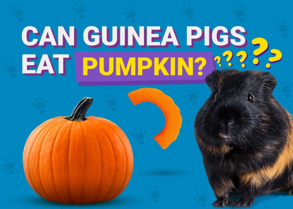 Can Guinea Pigs Eat Pumpkin? Vet-Verified Facts and FAQs | The Vet Desk - Health Benefits Of Pumpkin For Guinea Pigs