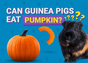 Can Guinea Pigs Eat Pumpkin? Vet-Verified Facts and FAQs The Vet Desk