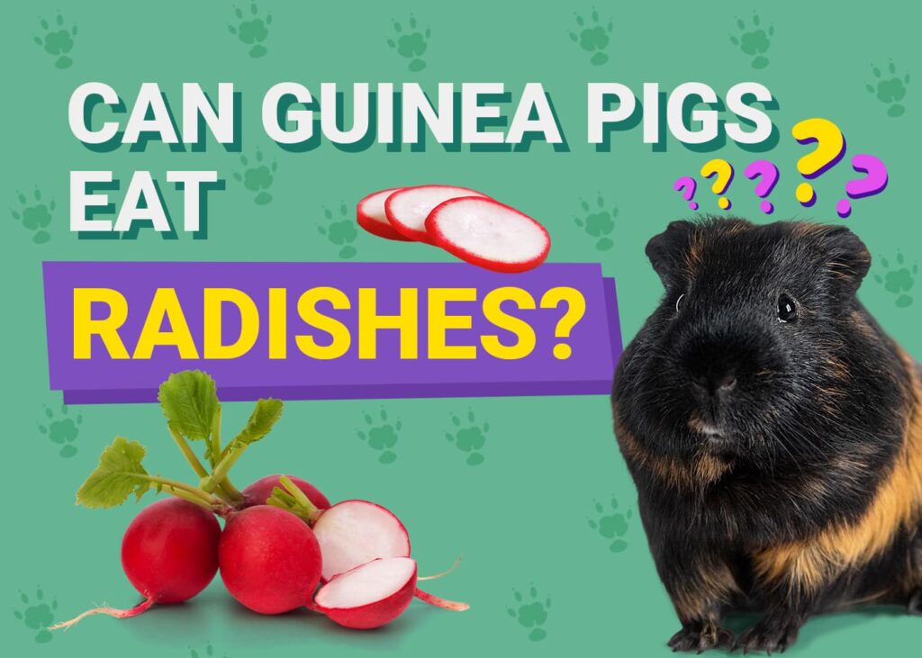 Curated visual reference: Can Guinea Pigs Eat Radishes Our Vet Answers Photo Inspiration