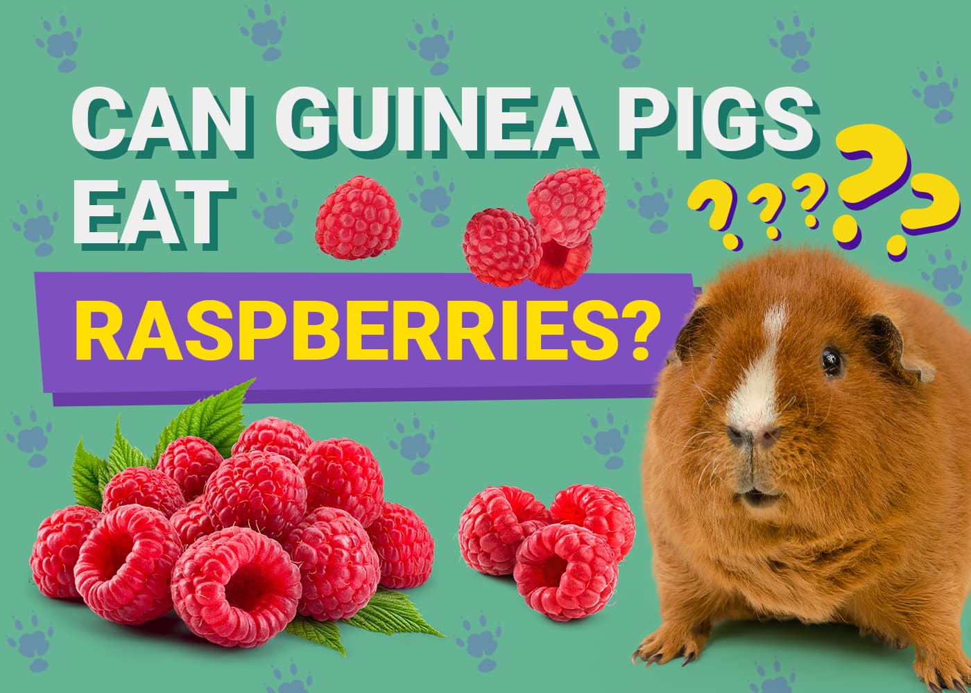 Can Guinea Pigs Eat_raspberries