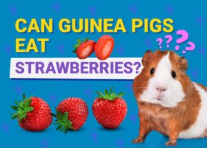 Can Guinea Pigs Eat Strawberries? Vet-Approved Nutritional Science