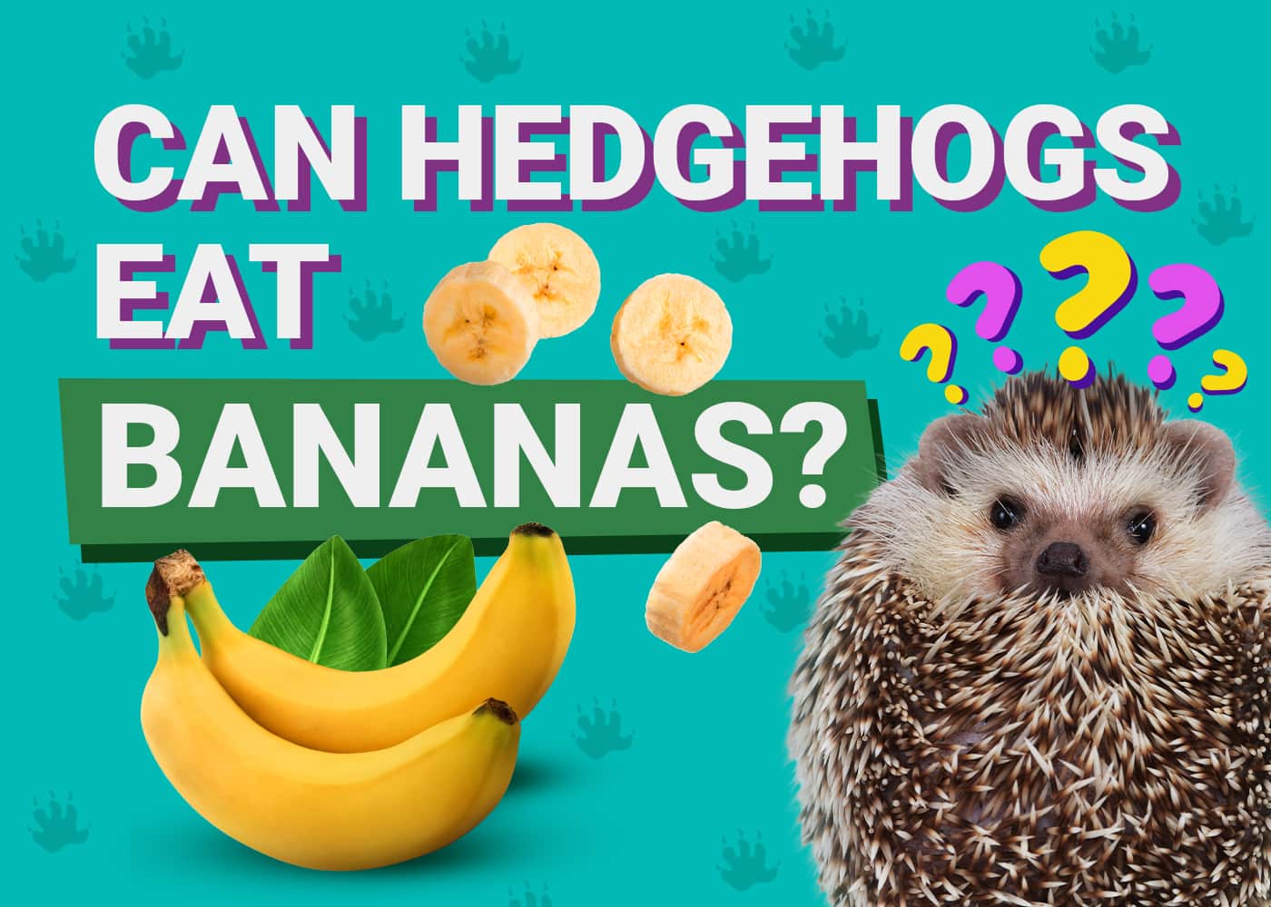 Can Hedgehogs Eat_bananas