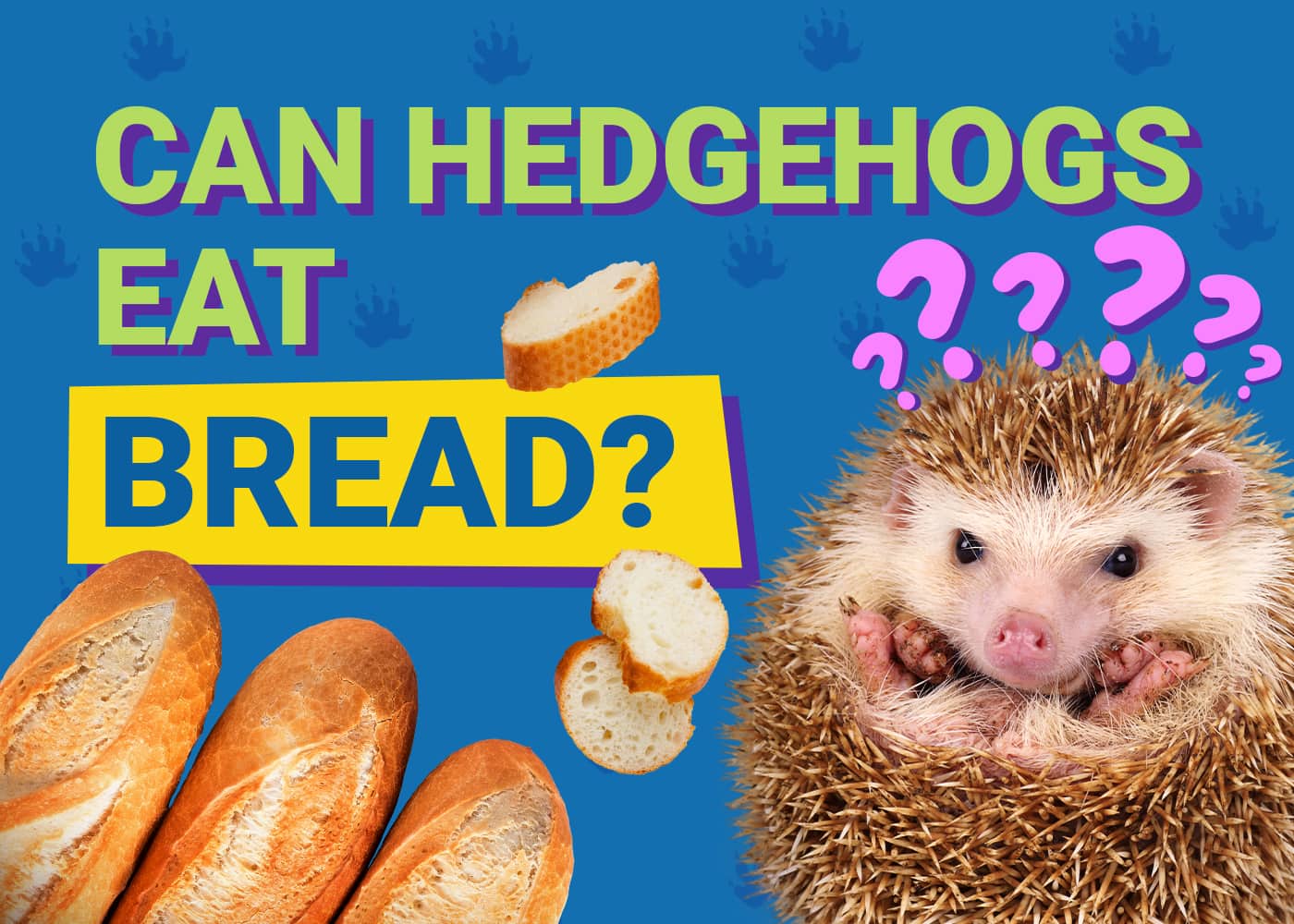 Can Hedgehogs Eat_bread