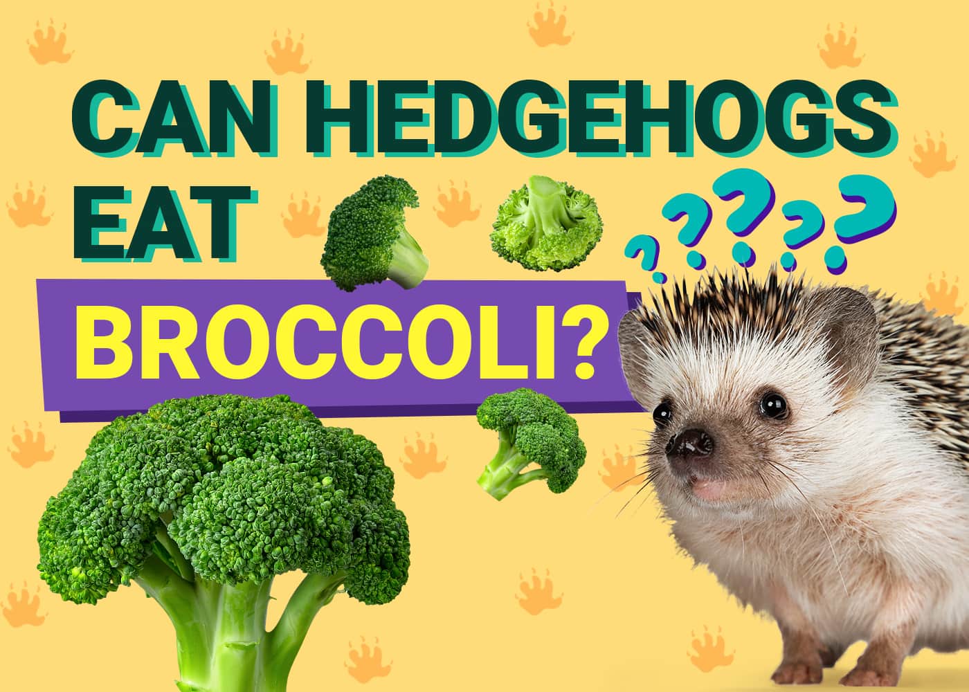 Can Hedgehogs Eat_broccoli