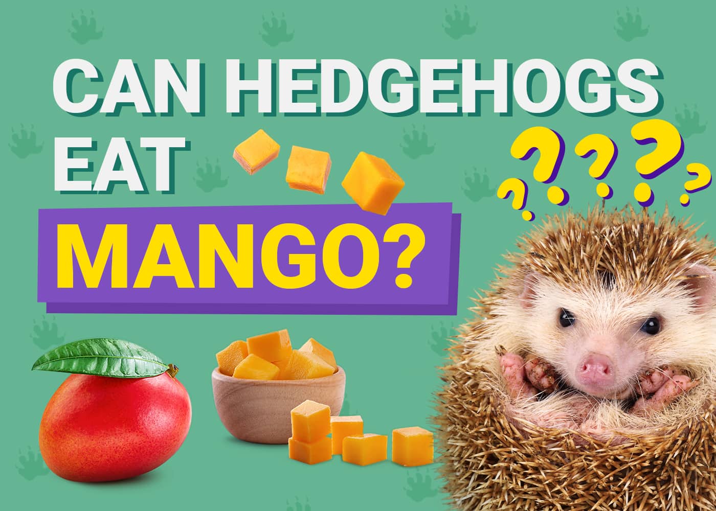 Can Hedgehogs Eat_mango