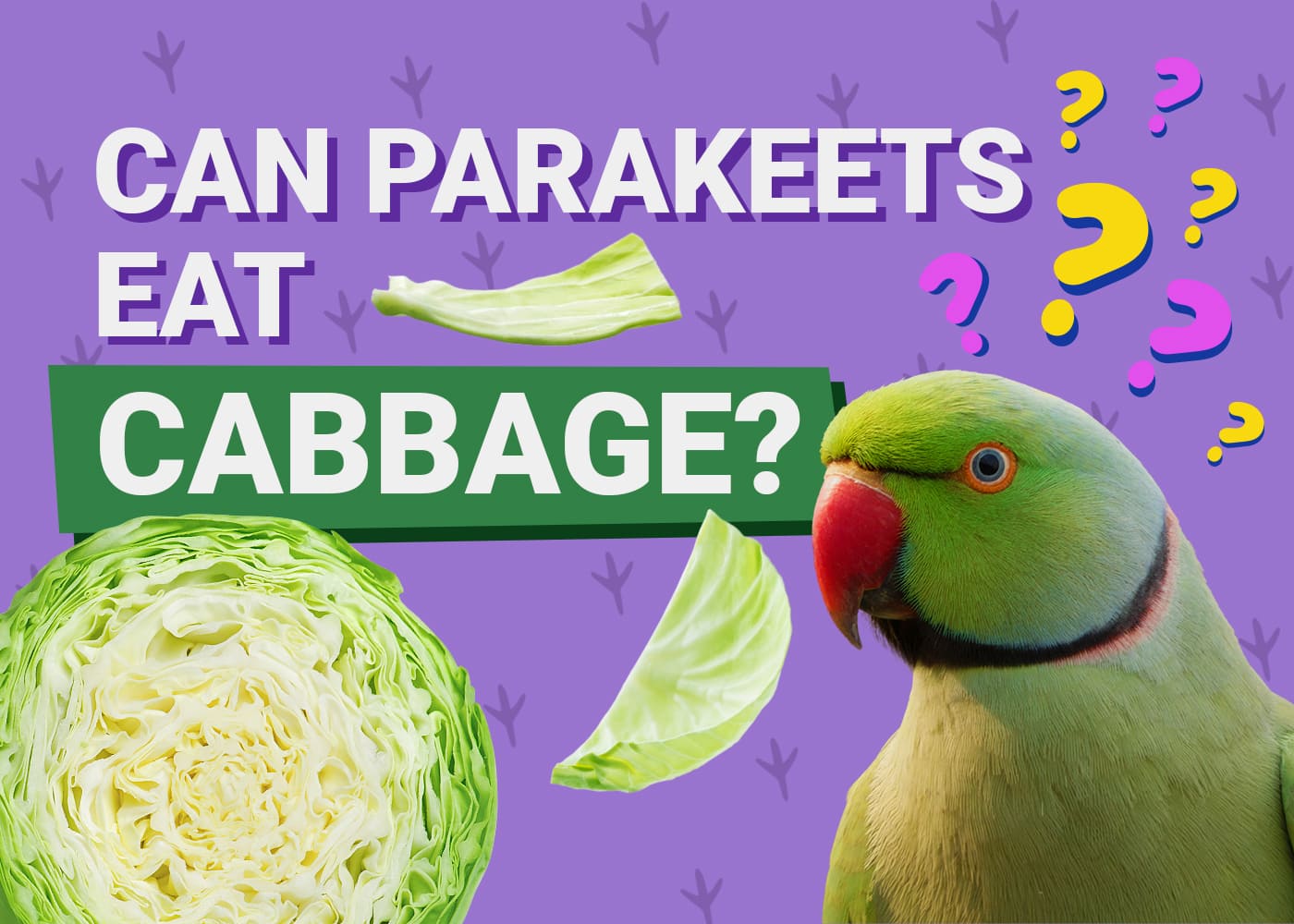PetKeen_Can Parakeet Eat_cabbage