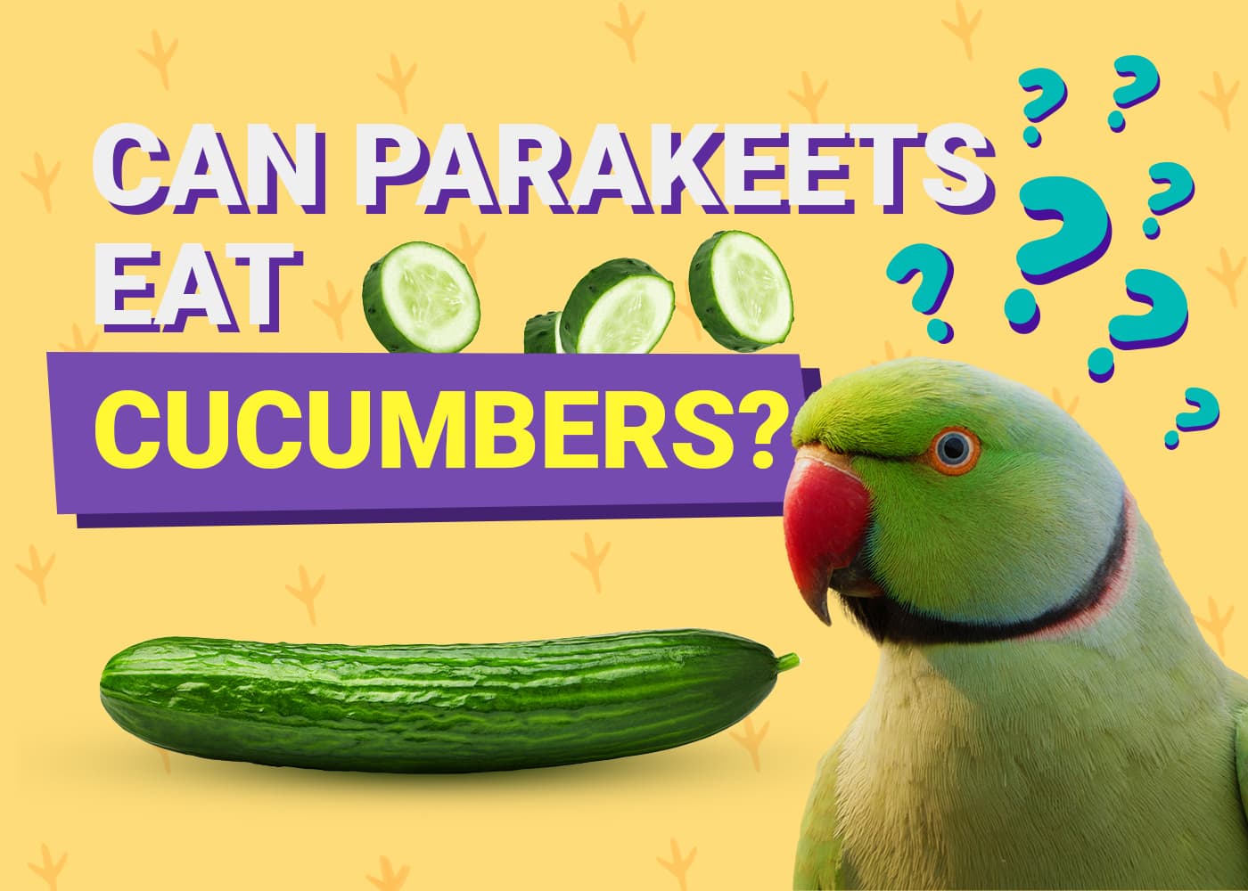 PetKeen_Can Parakeet Eat_cucumbers