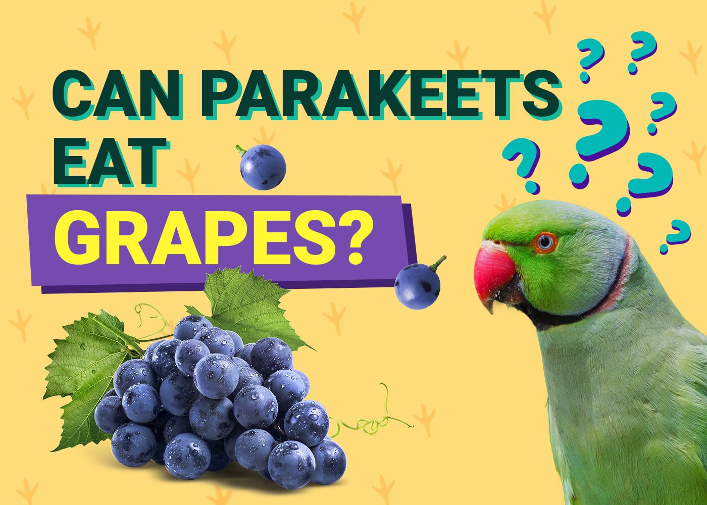 PetKeen_Can Parakeet Eat_grapes