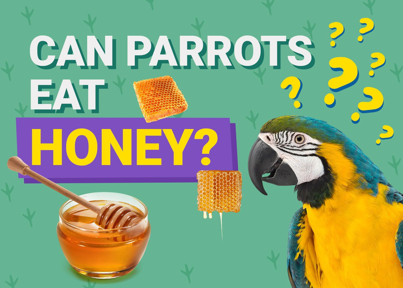 PetKeen_Can Parrots Eat_honey