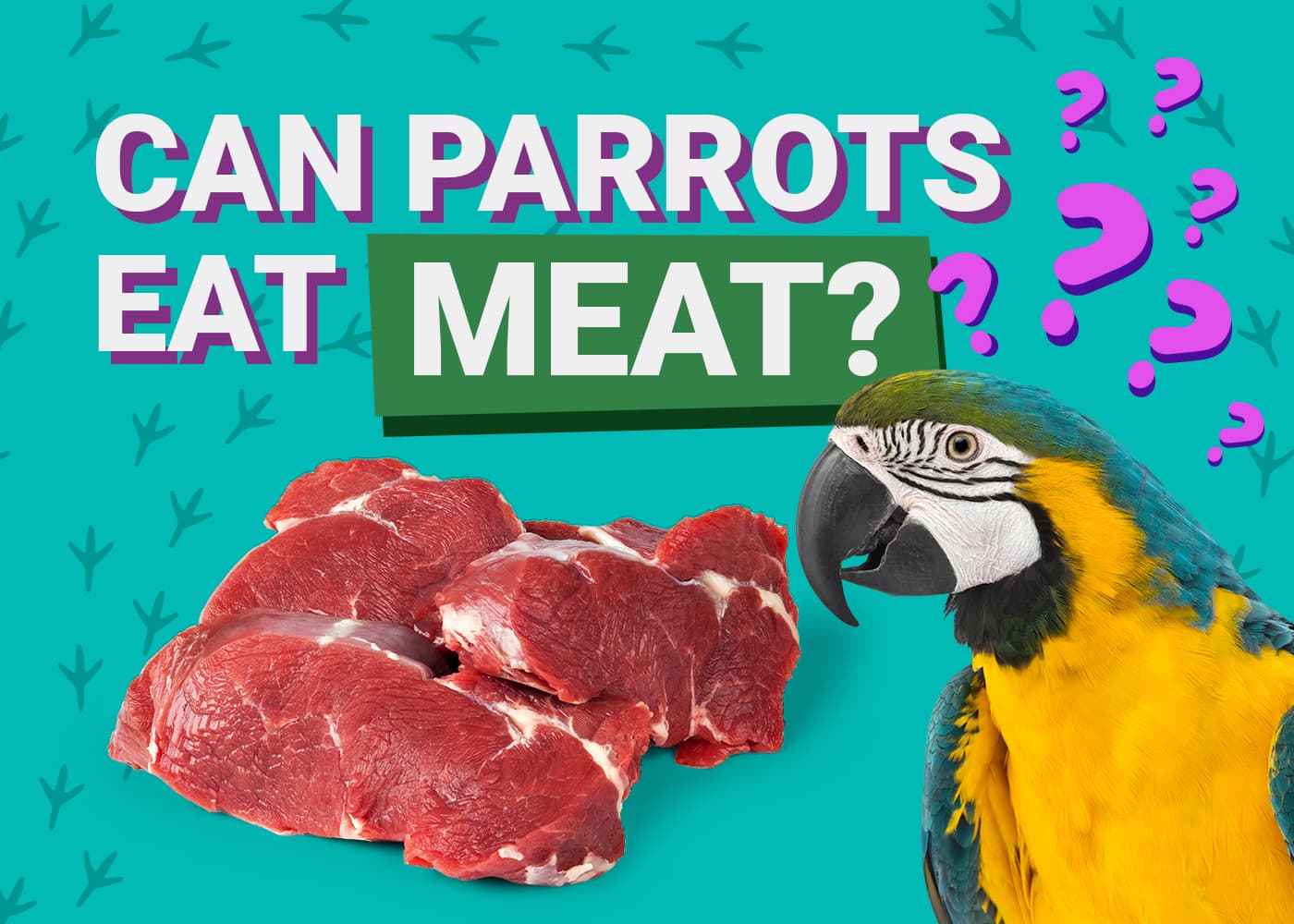 PetKeen_Can Parrots Eat_meat