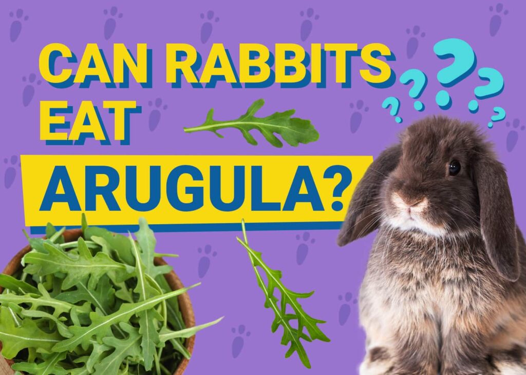 Cuerberus Rabit Can Rabbits Eat Arugula? Nutritional Facts & FAQ | The Vet Desk