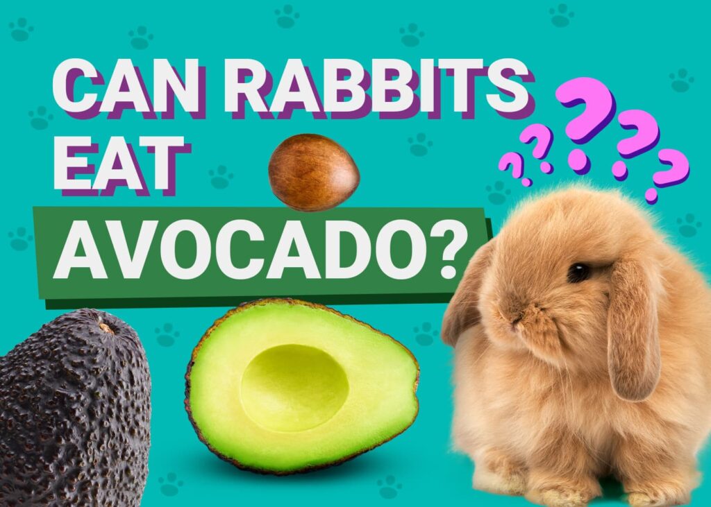 Picture of Can Rabbits Eat Avocados? Vet Reviewed Info & Safety Tips | The Vet Desk