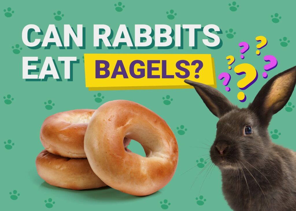 Can Rabbits Eat Bagels? Vet-Verified Nutrition Facts & Risks | The Vet Desk