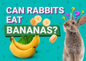 Can Rabbits Eat Bananas? Vet-Reviewed Facts & FAQ The Vet Desk