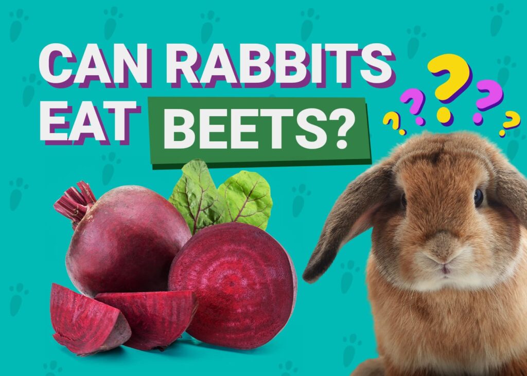 View of Can Rabbits Eat Beets? Vet-Reviewed Safety Facts & FAQ | The Vet Desk