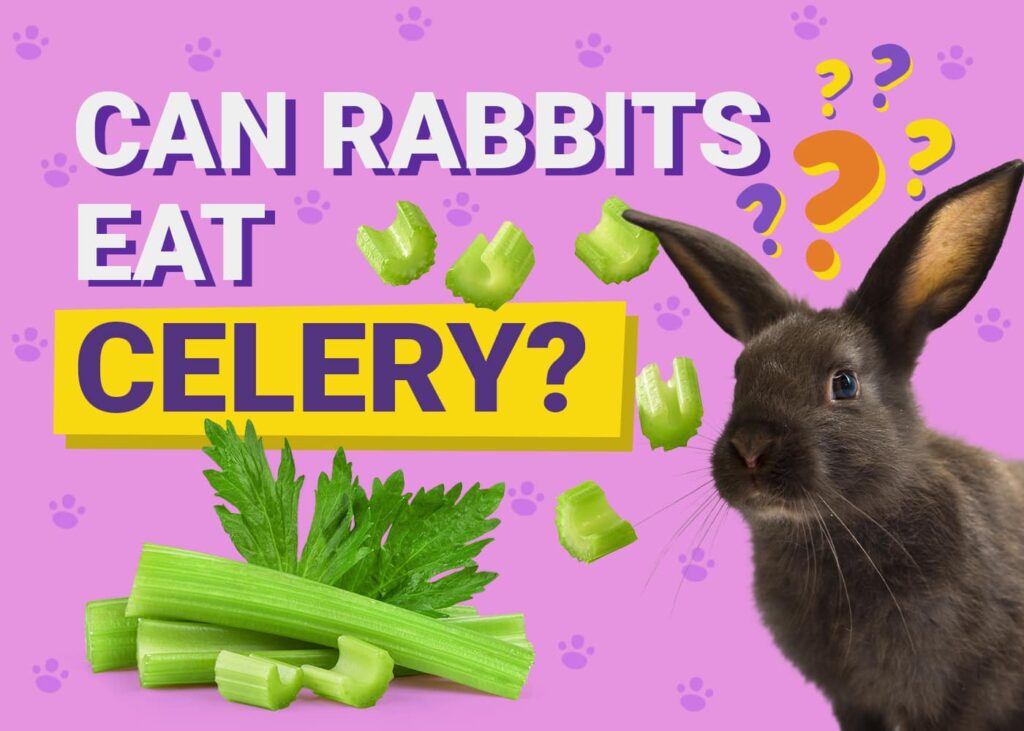 Can Rabbits Eat Celery? Vet-Verified Safety Facts & FAQ | The Vet Desk - What Rabbits Can Eat Besides Celery