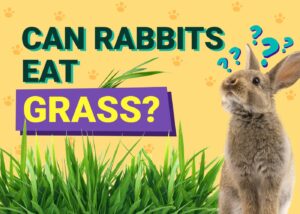 Can Rabbits Eat Grass? Vet-Verified Facts & FAQ The Vet Desk