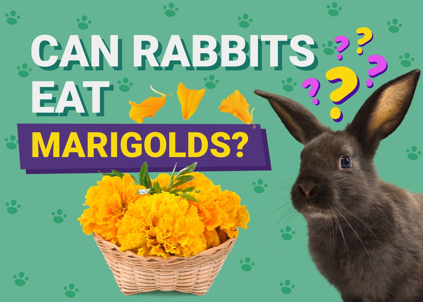Can Rabbits Eat marigolds