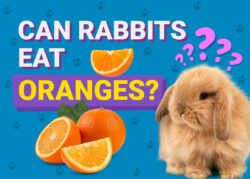Can Rabbits Eat Oranges? Vet-Reviewed Nutrition Facts & FAQ The Vet Desk