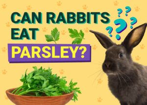 Can Rabbits Eat Parsley? Vet-Approved Safety Facts & FAQ | The Vet Desk