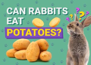 Can Rabbits Eat Potatoes? Vet-Reviewed Facts & FAQ The Vet Desk