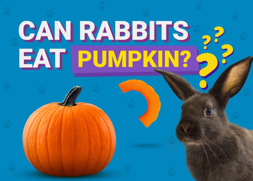 Pumbkin Rabbit Can Rabbits Eat Pumpkins? Vet-Approved Safety Facts & FAQ | The Vet Desk