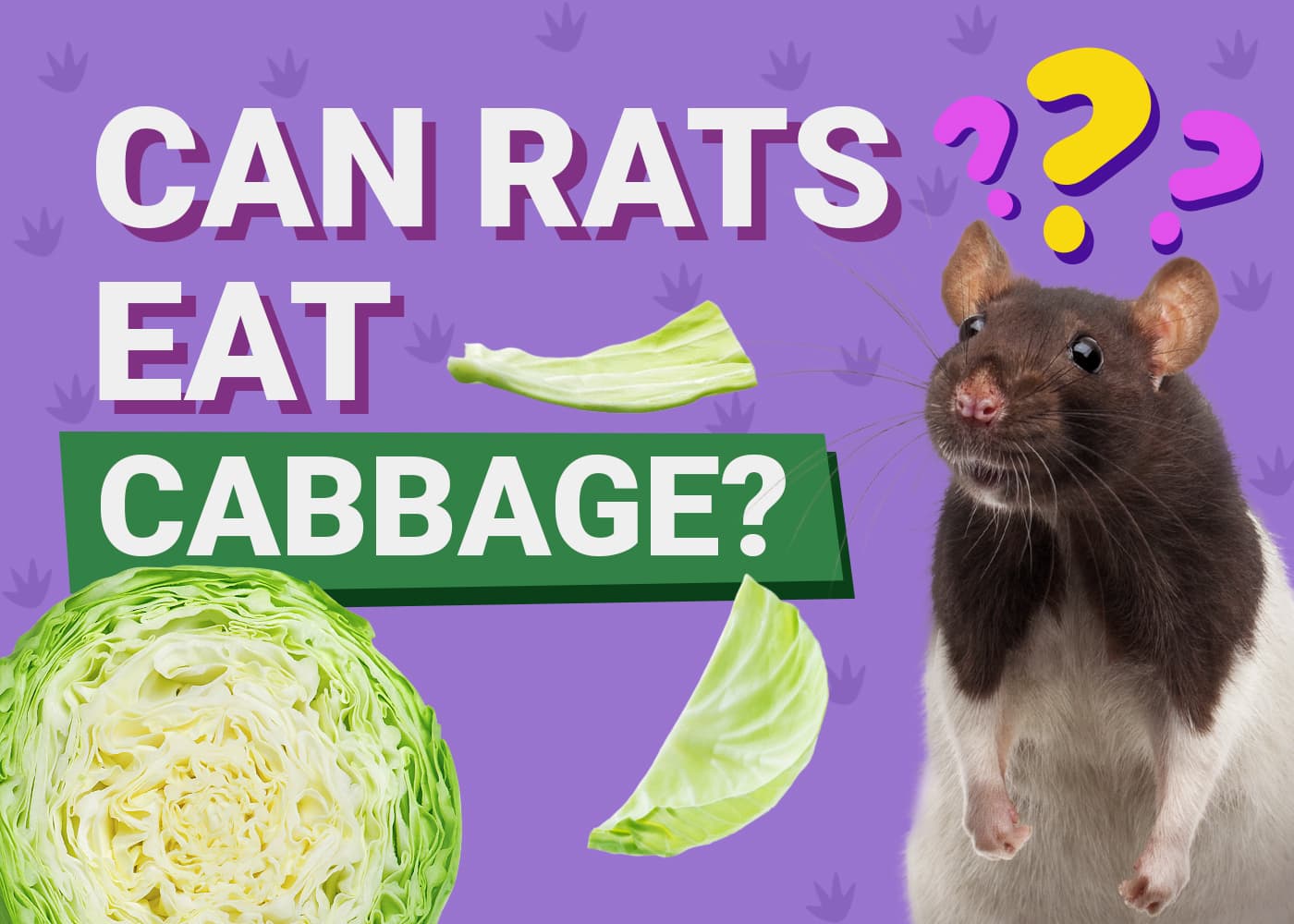 Can Rats Eat Cabbage