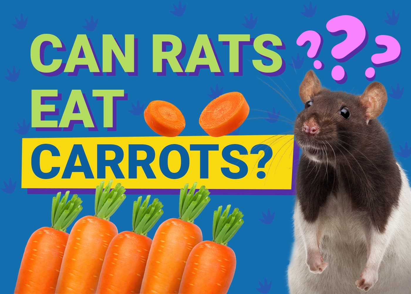 Can Rats Eat_carrots