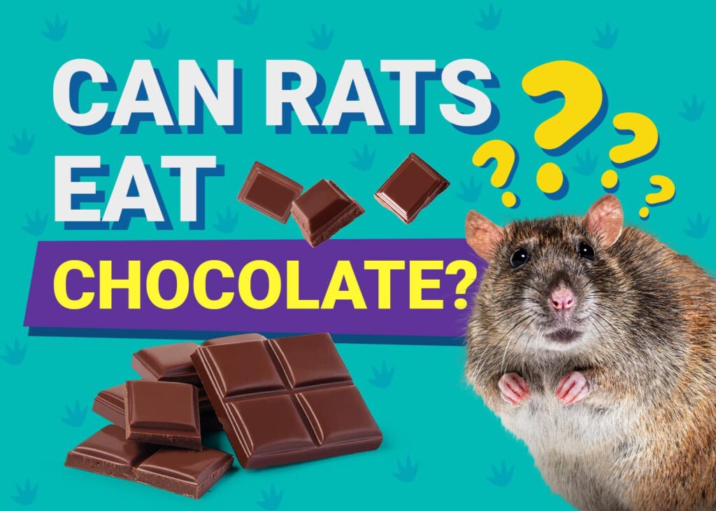 T Rats. Food Can Rats Eat Chocolate? Vet-Reviewed Nutrition and Safety Information ...