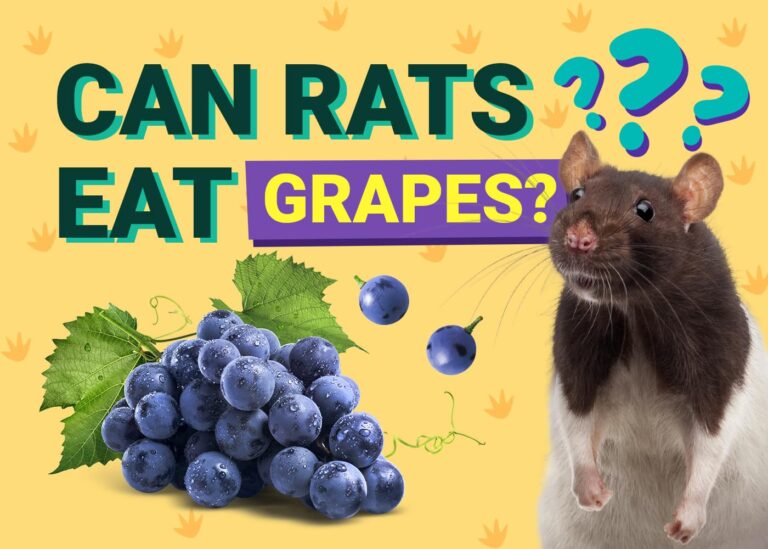 Can Rats Eat Grapes? Our Vet Answers | The Vet Desk
