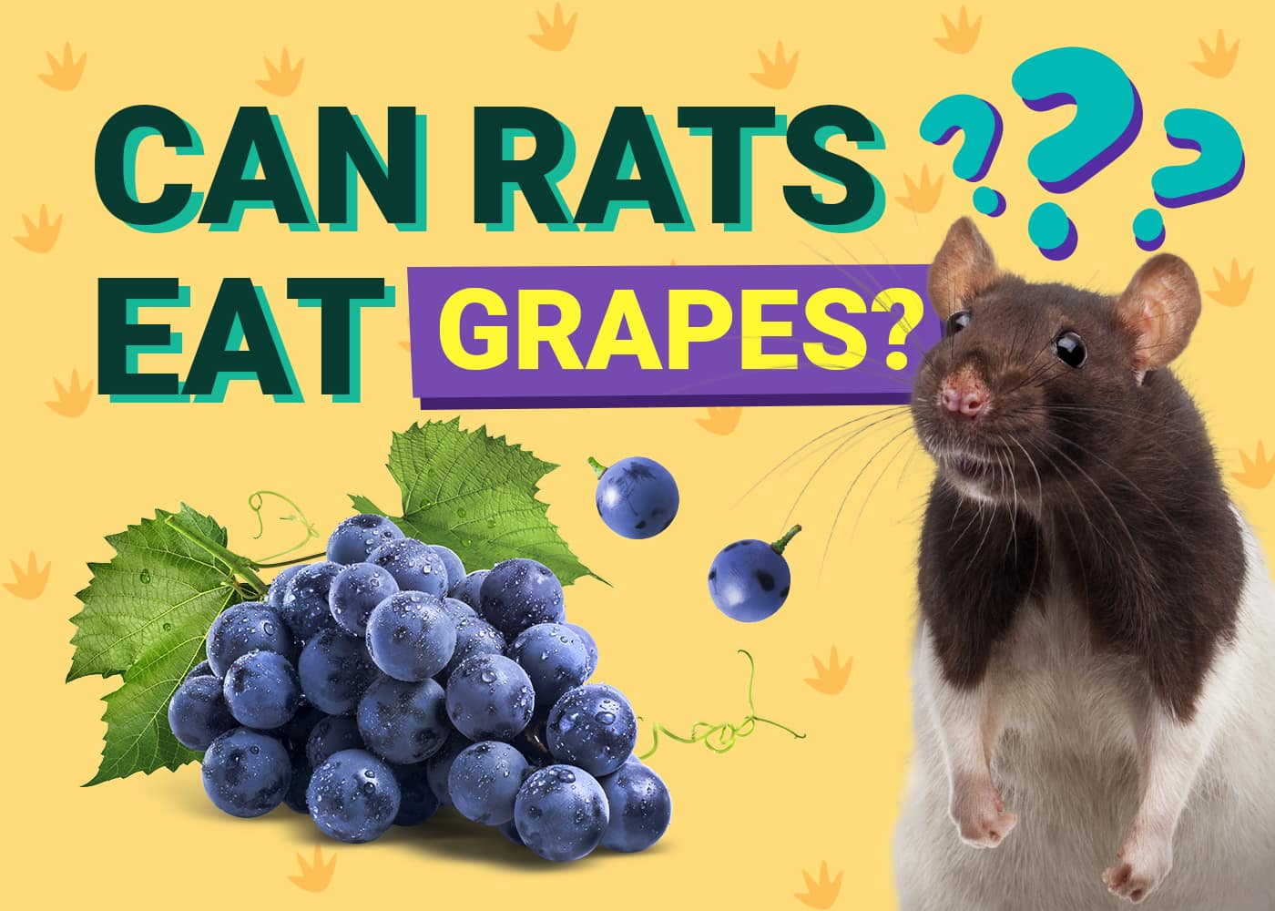 Can Rats Eat Grapes