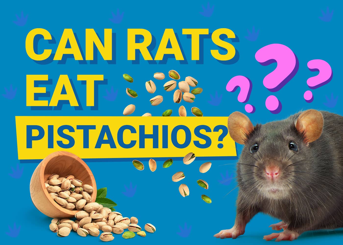 Can Rats Eat Pistachios