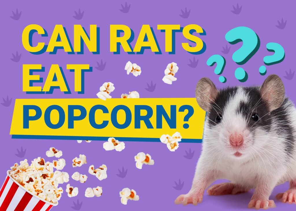 Can Rats Eat Popcorn? What You Need to Know | The Vet Desk