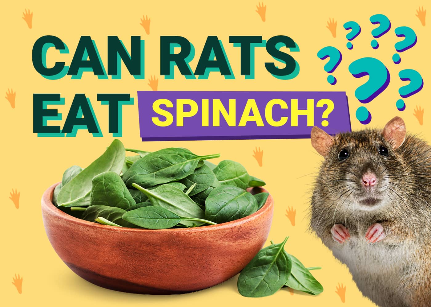 Can Rats Eat Spinach