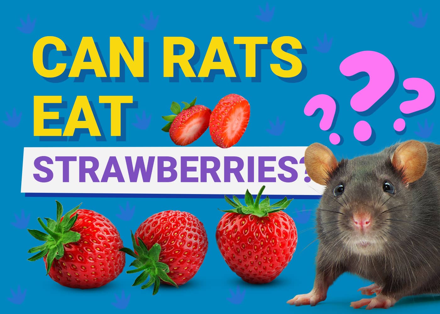 Can Rats Eat Strawberries