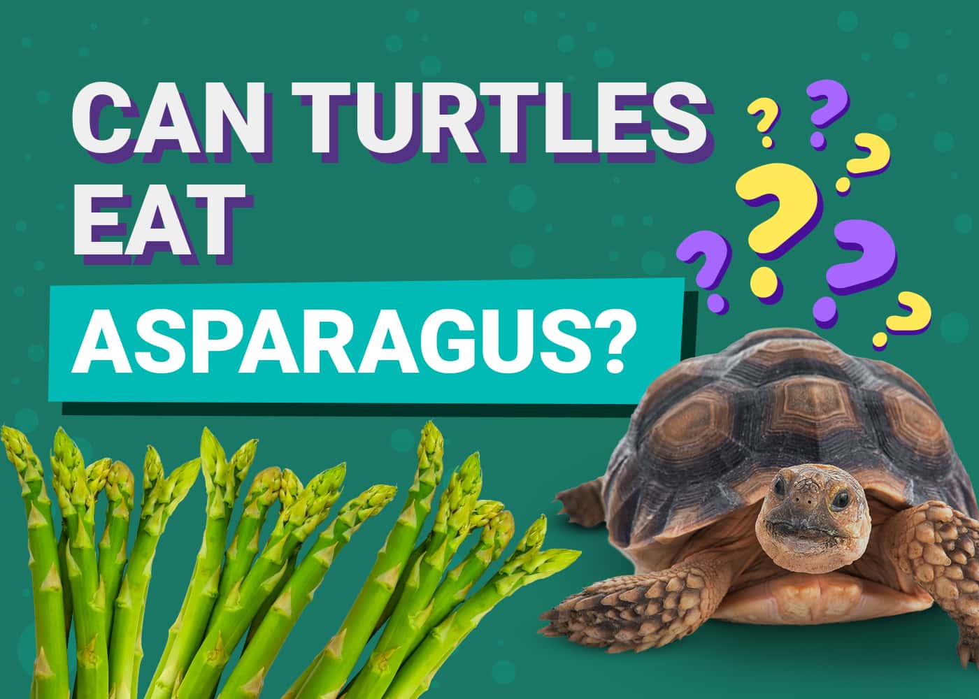 Can Turtles Eat Asparagus
