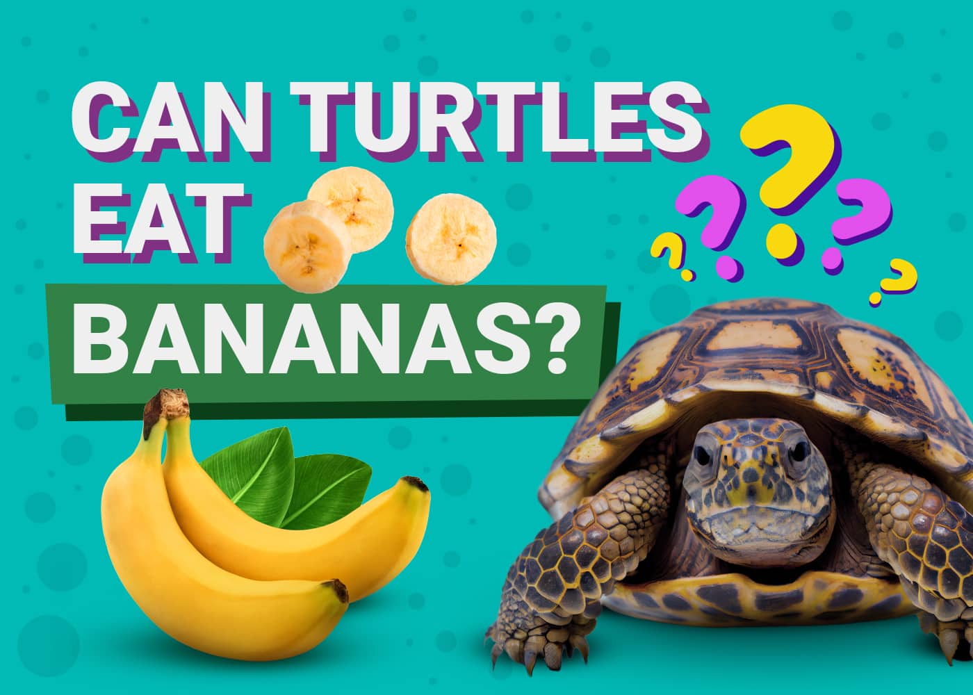 Can Turtles Eat Bananas