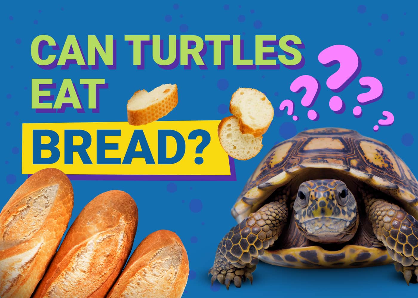 Can Turtles Eat Bread