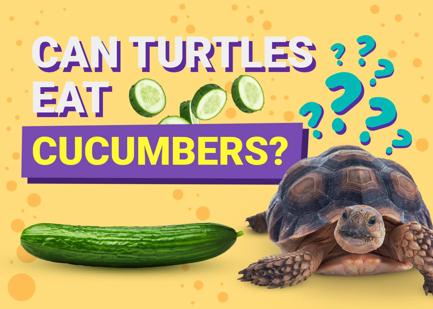 Can Turtles Eat Cucumbers
