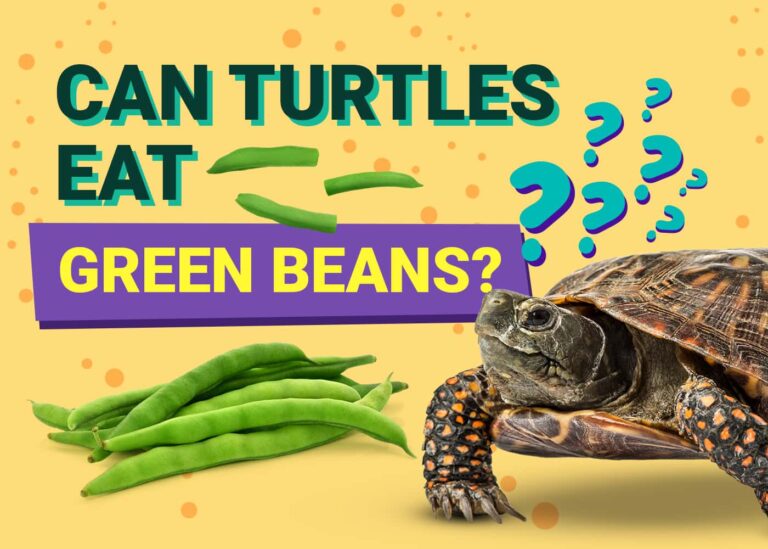 Can Turtles Eat Green Beans? Facts & Safety Guide | The Vet Desk
