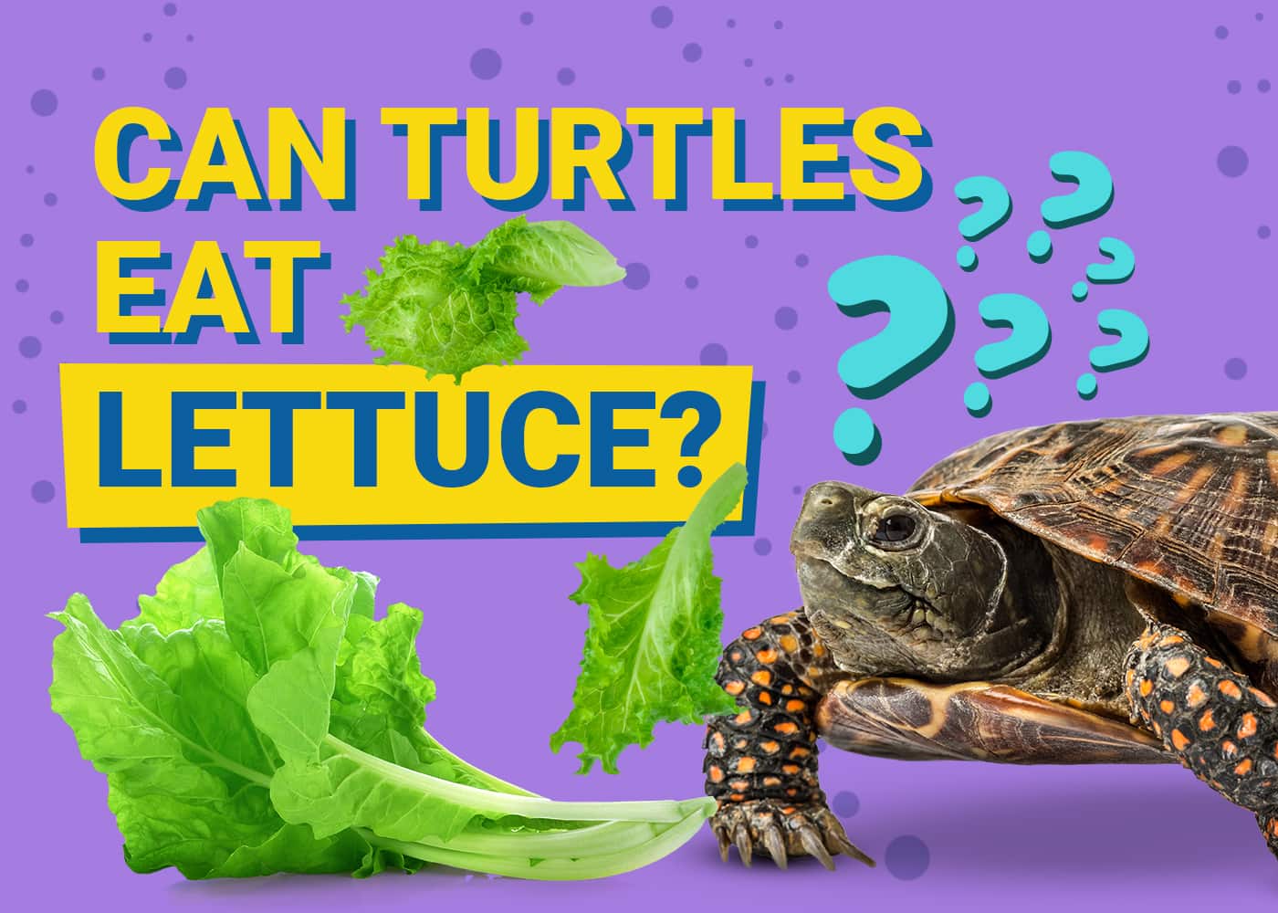 Can Turtles Eat Lettuce