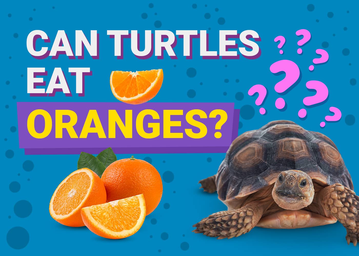 Can Turtles Eat Oranges