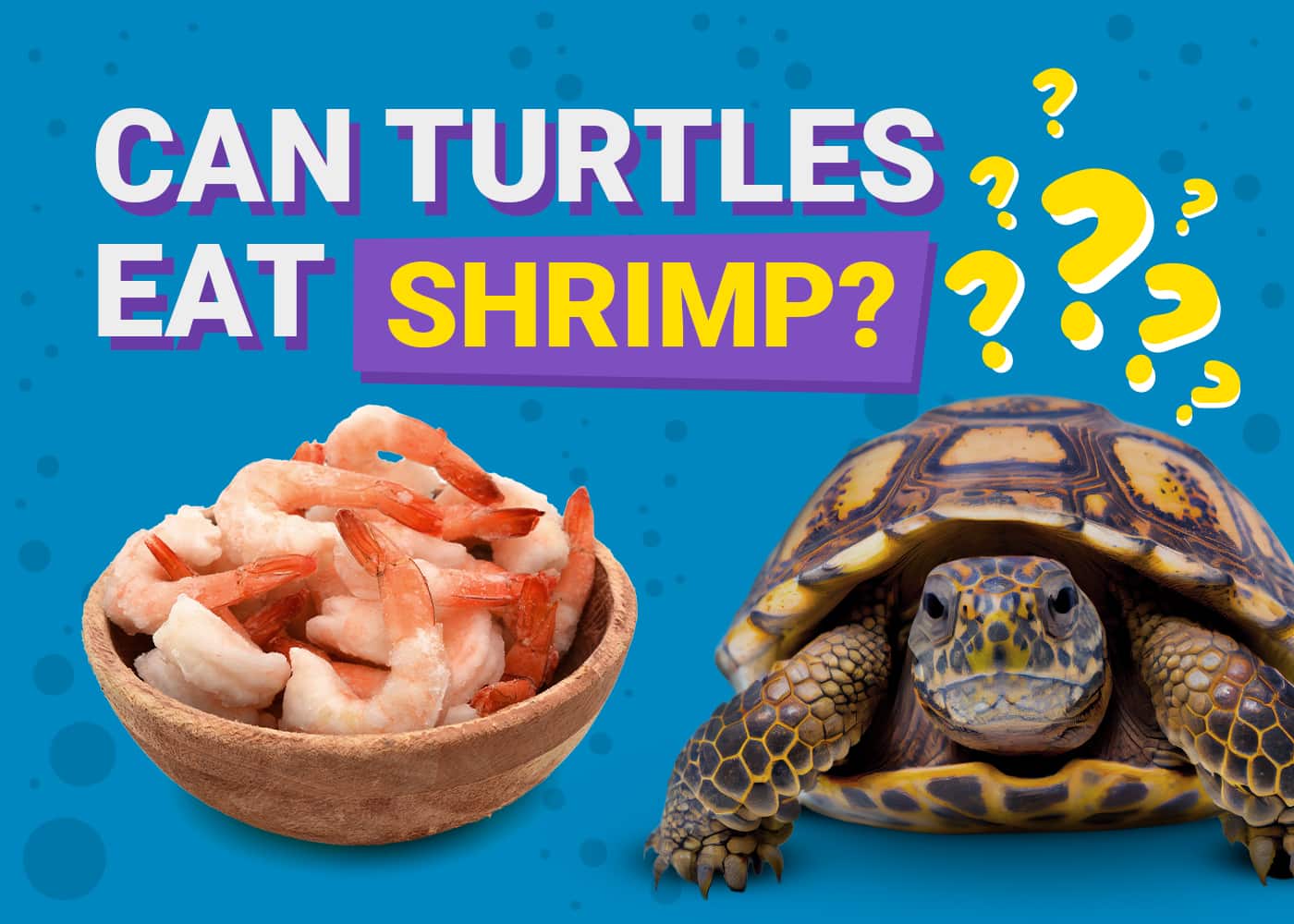 Can Turtles Eat Shrimp